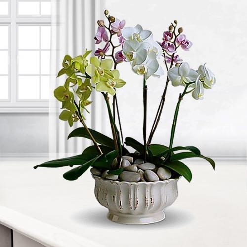 Orchids with Love -Best Orchid Delivery Limoges Paris