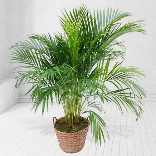 Arica Plant-Buy Live Plants Online